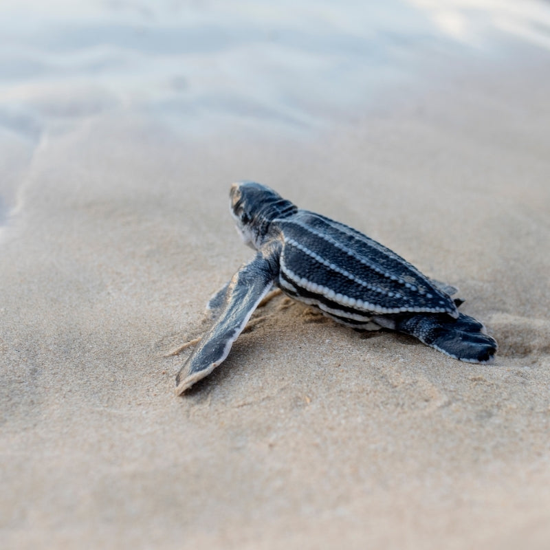 Ocean Spirit Meeresschildkröte